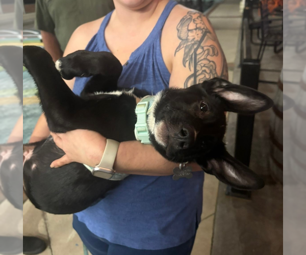 Medium Photo #6 Mutt Puppy For Sale in Holly Springs, NC, USA