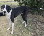 Small #1 Great Dane