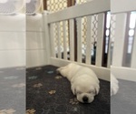 Small #9 Labrador Retriever