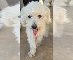 Small Photo #4 Poodle (Miniature) Puppy For Sale in San Antonio, TX, USA