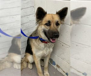 German Shepherd Dog Dogs for adoption in San Bernardino, CA, USA