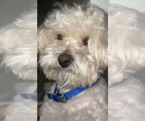 Maltipoo (Miniature) Dogs for adoption in Woodland, CA, USA