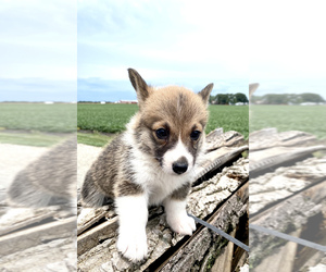 Pembroke Welsh Corgi Puppy for sale in ARTHUR, IL, USA