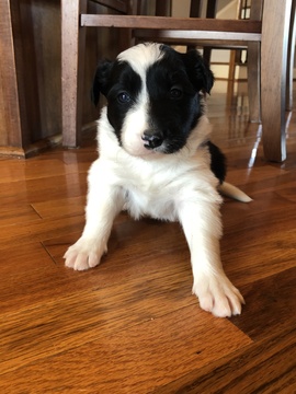 Medium Photo #2 Border Collie Puppy For Sale in GOODLETTSVILLE, TN, USA