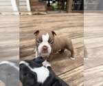 Puppy Scarlett Boston Terrier