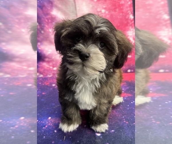 Medium Photo #1 Havanese Puppy For Sale in LIVONIA, MI, USA