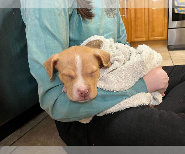 Medium Photo #5 Mutt Puppy For Sale in Derwood, MD, USA