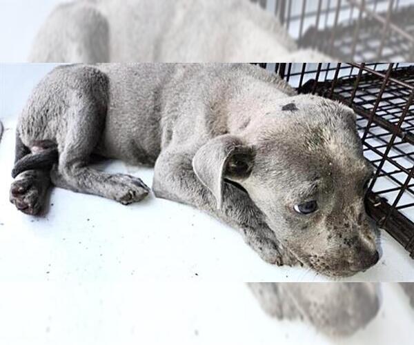 Medium Photo #1 Staffordshire Bull Terrier-Unknown Mix Puppy For Sale in Houston, TX, USA