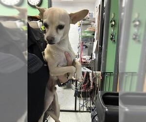 Chihuahua Dogs for adoption in Hanford, CA, USA