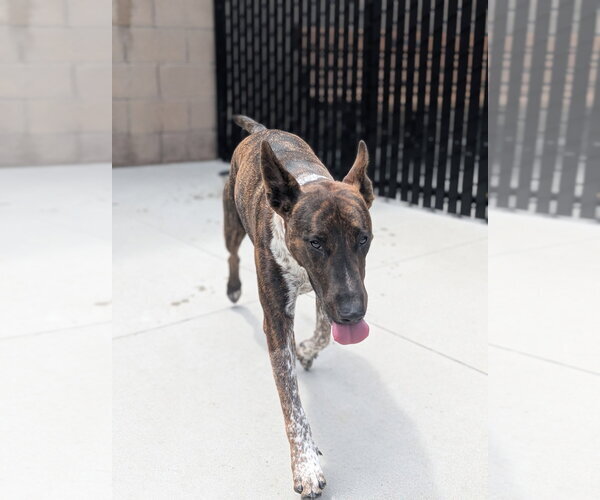Medium Photo #3 Bull Terrier Puppy For Sale in Salinas, CA, USA