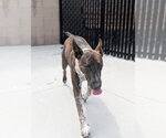 Small #2 Bull Terrier