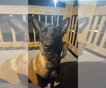 Small Photo #2 Belgian Malinois Puppy For Sale in HOYT, KS, USA