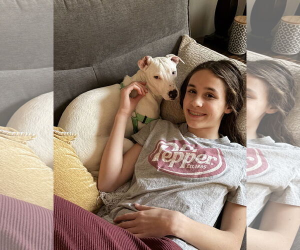 Medium Photo #7 Bulldog-Labrador Retriever Mix Puppy For Sale in Tarrytown, GA, USA