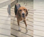 Small #9 Mutt