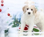 Small Photo #1 Goldendoodle Puppy For Sale in MARIETTA, GA, USA
