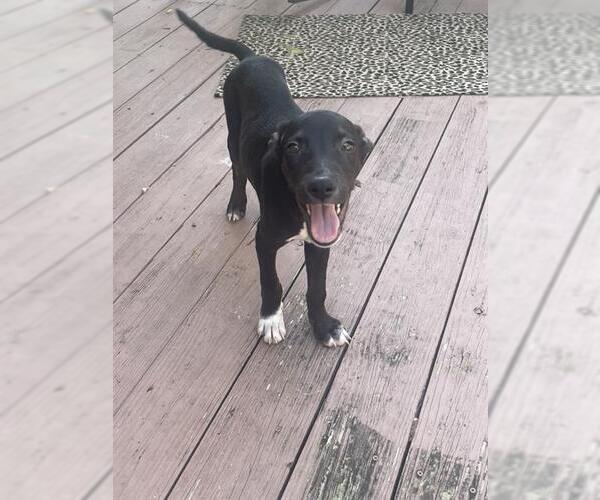 Medium Photo #2 Mutt Puppy For Sale in San Antonio, TX, USA