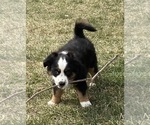 Small Photo #2 Miniature American Shepherd Puppy For Sale in PERRY, IA, USA