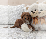 Small Photo #4 Goldendoodle Puppy For Sale in NORTH LAWRENCE, OH, USA