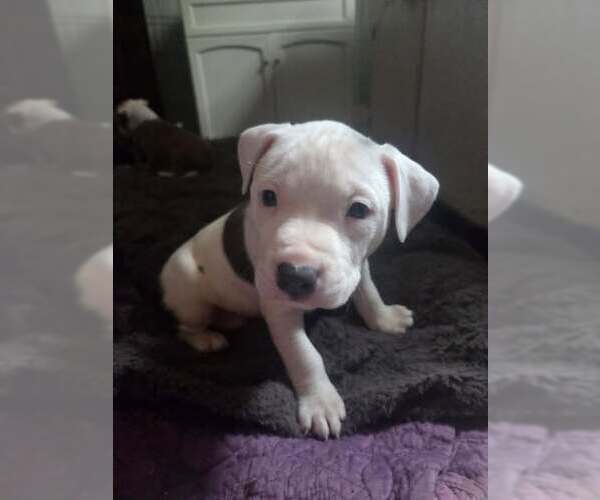 Medium Photo #1 Mutt Puppy For Sale in Holly Springs, NC, USA