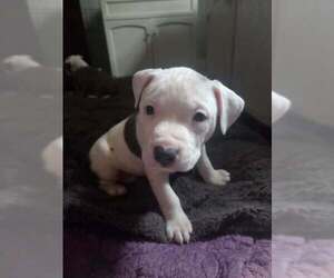 Mutt Dogs for adoption in Holly Springs, NC, USA