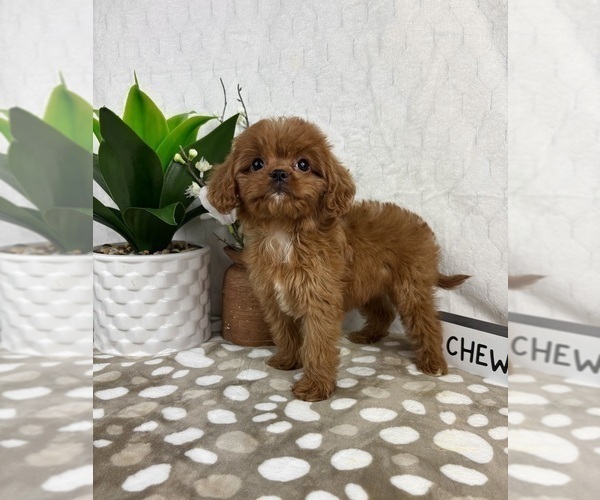 Medium Photo #6 Cavapoo Puppy For Sale in INDIANAPOLIS, IN, USA