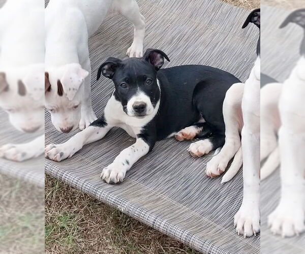 Medium Photo #6 Boxer-Unknown Mix Puppy For Sale in Mooresville, NC, USA