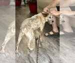 Small #1 Mutt