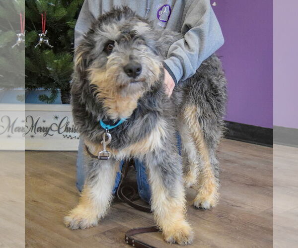 Medium Photo #5 Mutt Puppy For Sale in Huntley, IL, USA