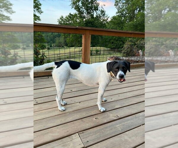 Medium Photo #6 Pointer-Unknown Mix Puppy For Sale in Candler, NC, USA