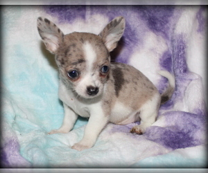 Medium Chihuahua