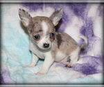 Puppy Chari Chihuahua