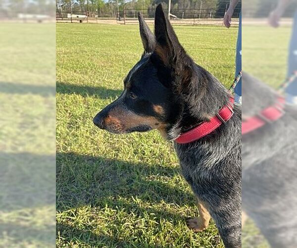 Medium Photo #1 Mutt Puppy For Sale in Monticello, MS, USA