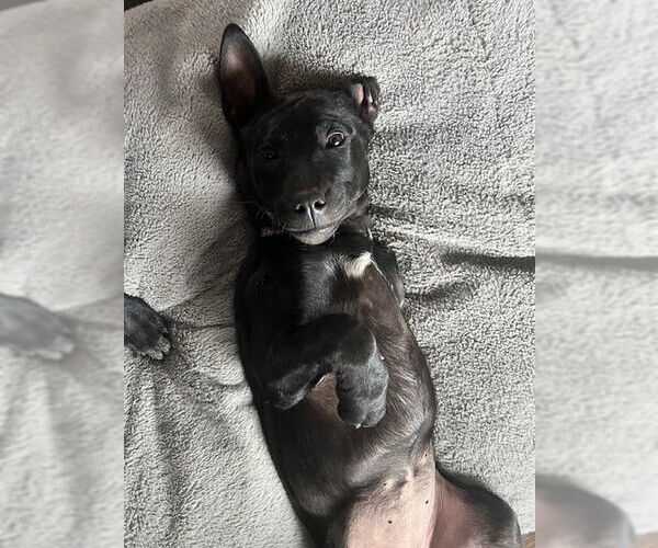 Medium Photo #12 Labrador Retriever-Unknown Mix Puppy For Sale in Salt Lake City, UT, USA