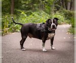 Small #10 American Bulldog-American Staffordshire Terrier Mix