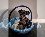 Image preview for Ad Listing. Nickname: Puppies