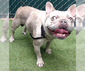 French Bulldog Dogs for adoption in Downey, CA, USA
