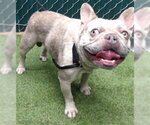 Small French Bulldog