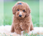 Small Photo #10 Goldendoodle (Miniature) Puppy For Sale in WARSAW, IN, USA