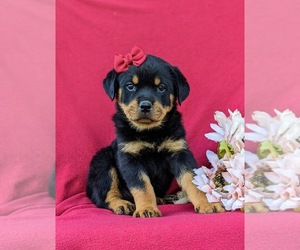Rottweiler Dog for Adoption in CHRISTIANA, Pennsylvania USA