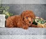Small #2 Poodle (Miniature)