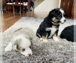 Small Photo #9 Miniature Australian Shepherd Puppy For Sale in BLACK FOREST, CO, USA