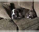 Small Photo #3 Bullboxer Pit Puppy For Sale in Rockdale, TX, USA