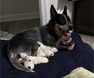 Mother of the Australian Cattle Dog puppies born on 12/09/2023
