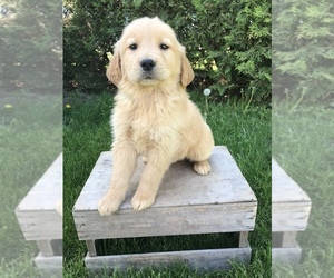 Golden Retriever Puppy for sale in GOSHEN, IN, USA