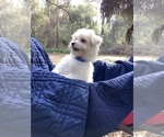 Small Photo #13 Maltese Puppy For Sale in OCKLAWAHA, FL, USA