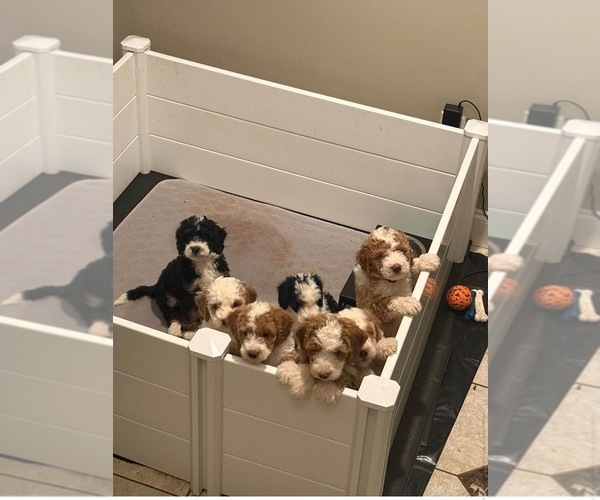 Medium Photo #1 Bernedoodle (Miniature) (+ Poodle Miniature) Puppy For Sale in TRAVELERS REST, SC, USA