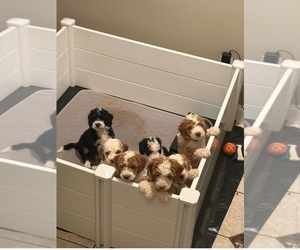 Bernedoodle (Miniature) (+ Poodle Miniature) Litter for sale in TRAVELERS REST, SC, USA