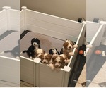 Litter of 5 - Male(s) and Female(s) Bernedoodle (Miniature) (+ Poodle Miniature)Litter of Puppies for Sale - Small photo