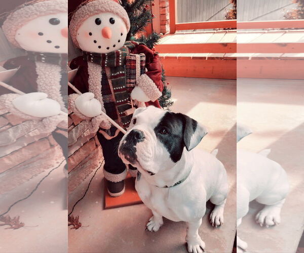 Medium Photo #6 American Bulldog Puppy For Sale in Atlanta, GA, USA