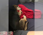 Small #2 Chihuahua